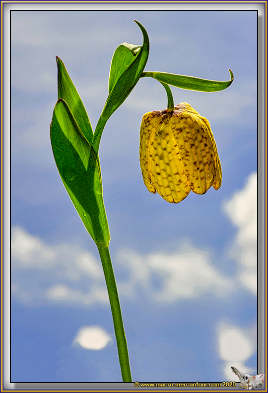 Fritillaire de Moggridge